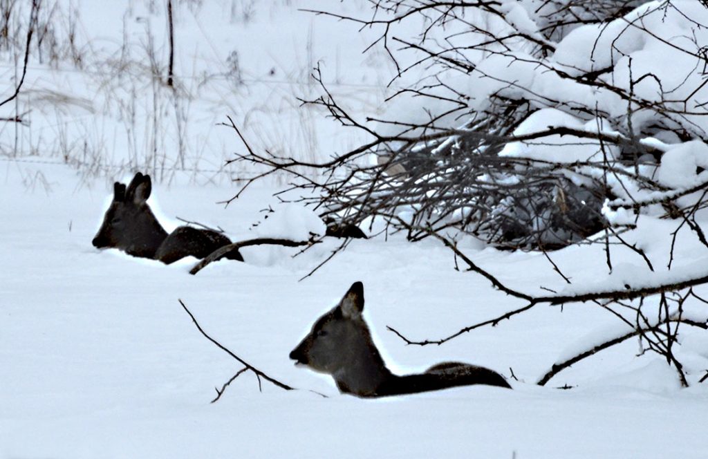 Roe deers resting in snow - Sågarbo herrgård Roe deers resting in snow - Sågarbo herrgård