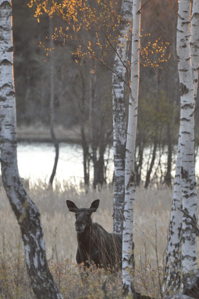 Elk/moose - Sågarbo herrgård